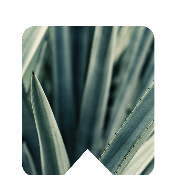 AGAVE INULIN