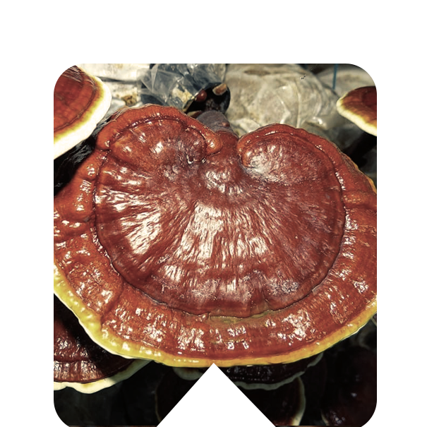 REISHI